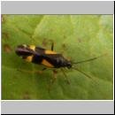 Dryophilocoris flavoquadrimaculatus - Blindwanze 01.jpg